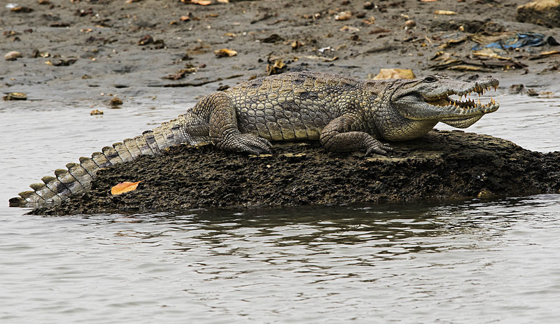 Crocodile. - The Gambia 2018