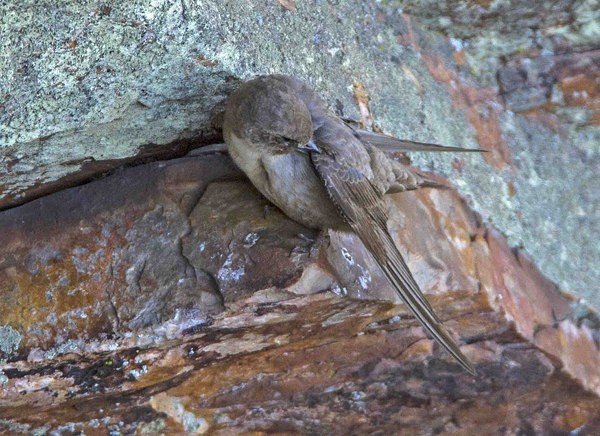 Crag Martin - Extremadura, Spain