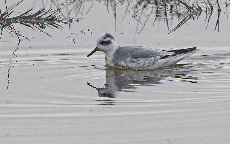 Grey Phalarope - Norfolk Winter 2016