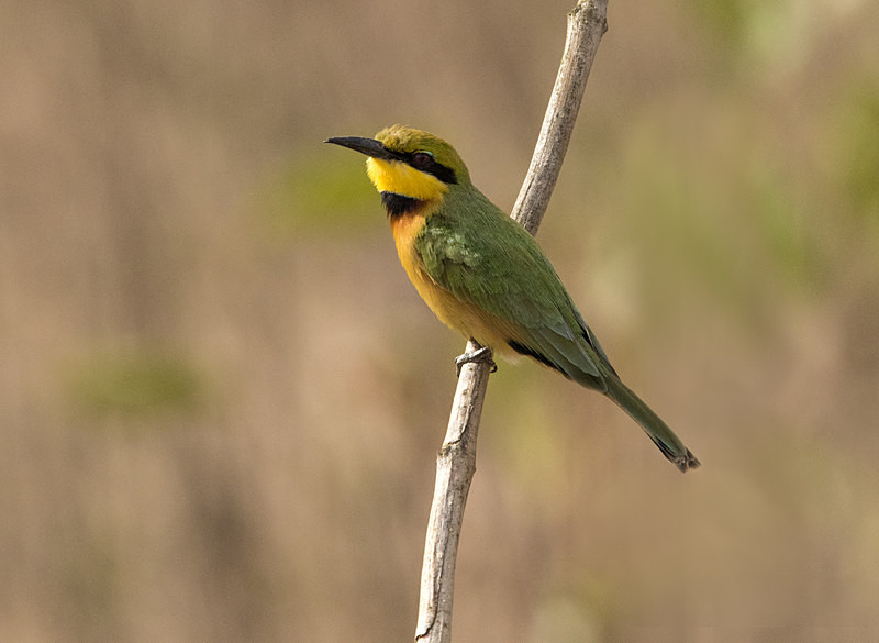 Little Bee-eater. - The Gambia 2018