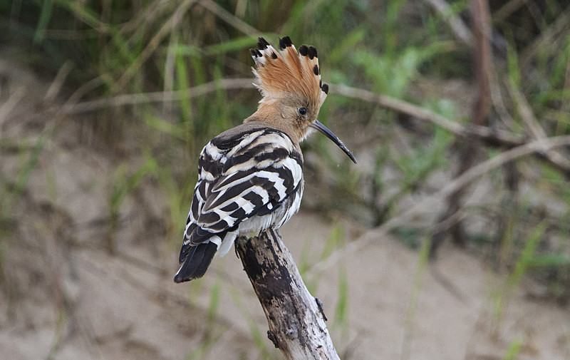 Hoopoe - Norfolk Autumn 2016