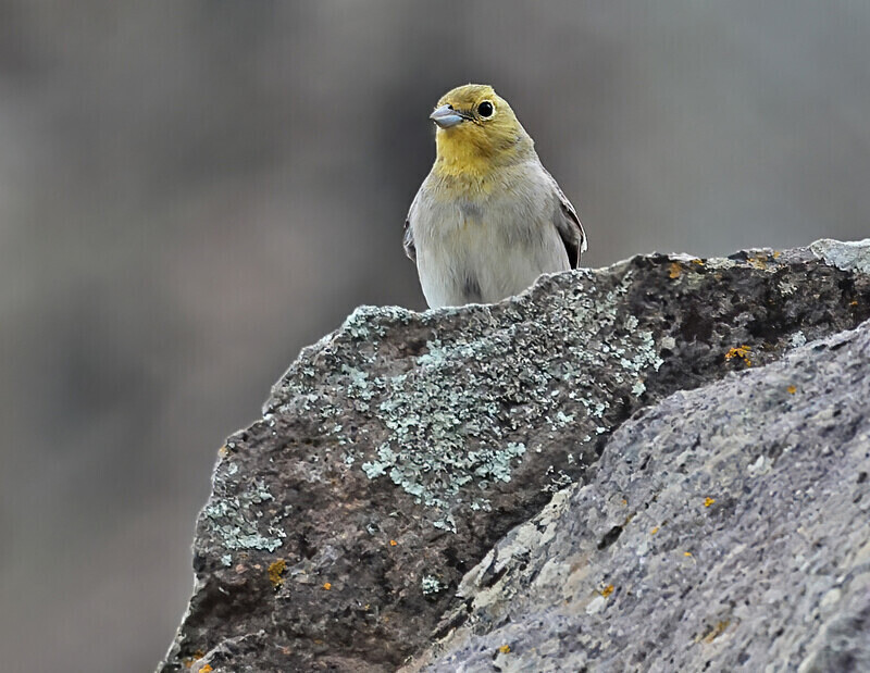 Cinereous Bunting - Lesvos 2025