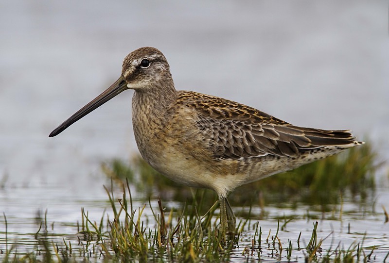 Long Billed Dowitcher - Long Billed Dowitcher