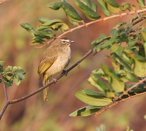 White Browed Bulbul - Indian Birds