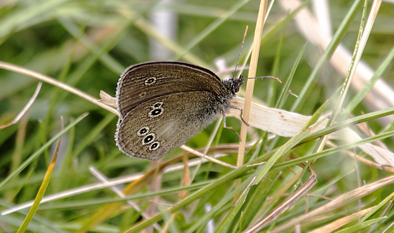 Ringlet - Butterflies