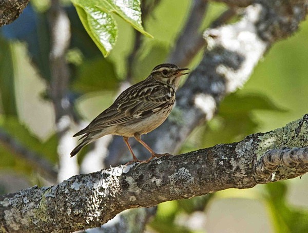 Woodlark - Extremadura, Spain