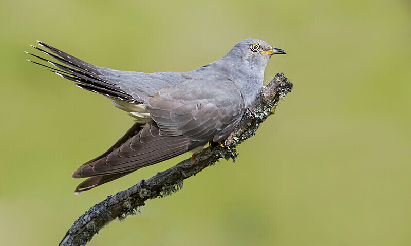 Male Cuckoo - Cuckoos