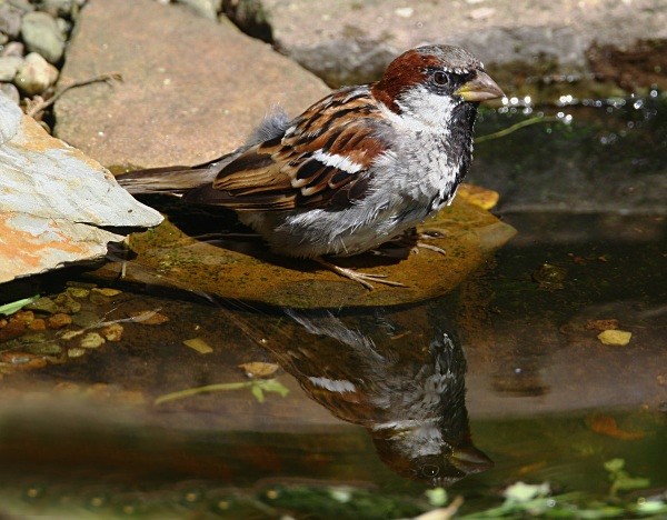 House Sparrow - Chats, Sparrows & Starlings