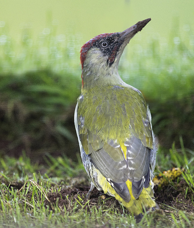 Green Woodpecker - Woodpeckers & Wrynecks