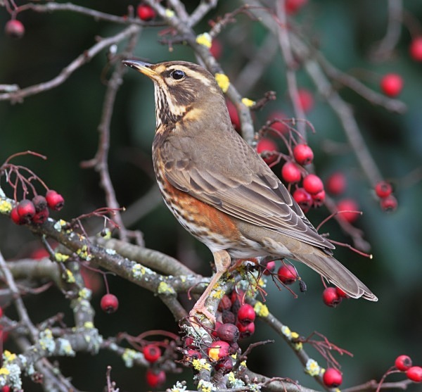 Redwing - Thrushes & Ouzels