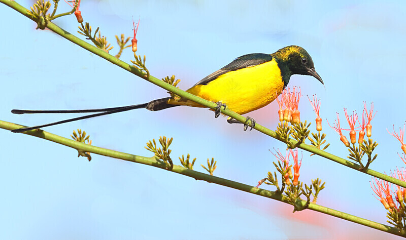 Pygmy Sunbird - The Gambia Januarry 2026