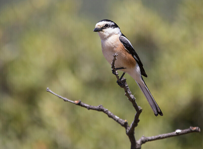 Masked Shrike - Lesvos May 2022