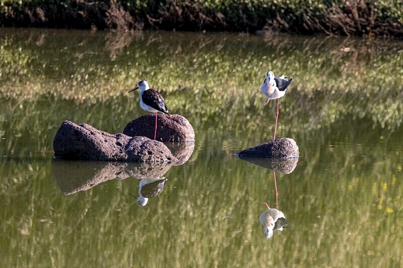 Black Winged Stilts. - Lesvos April/May 2023