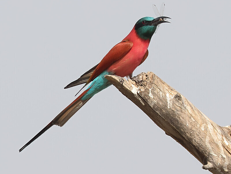 Northern Carmine Bee Eater - The Gambia Januarry 2026