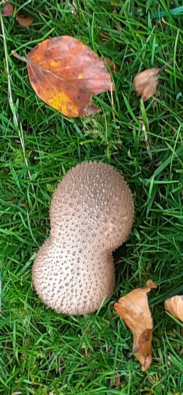 Puffballs sp - Puffballs and Earthballs