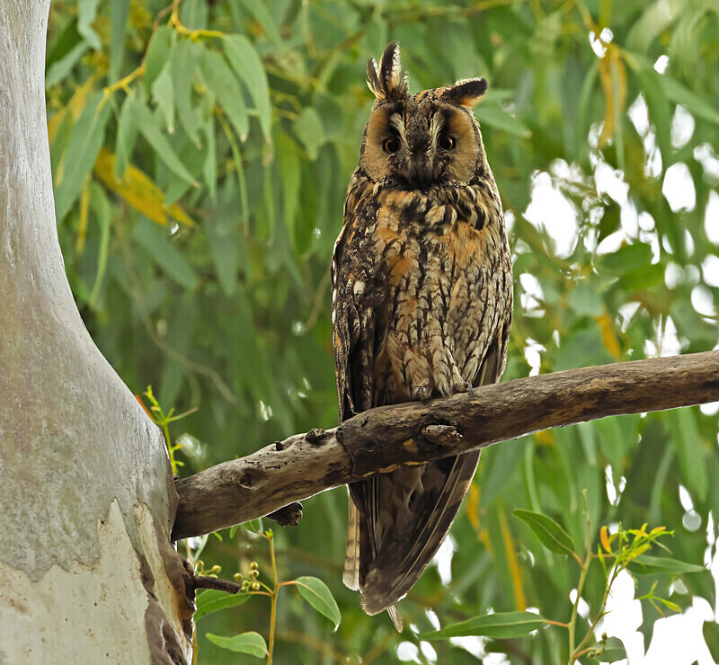 Long Eared Owl - Lesvos 2025