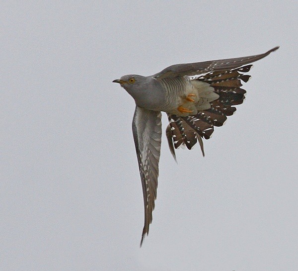 Male Cuckoo - Cuckoos, Shrikes & Waxwings