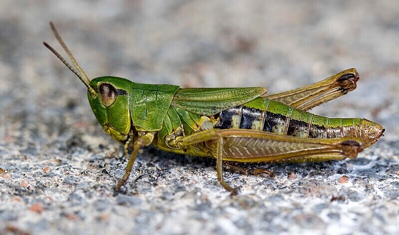 Meadow Grasshopper