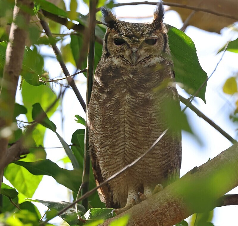 Greyish Eagle Owl - The Gambia Januarry 2026
