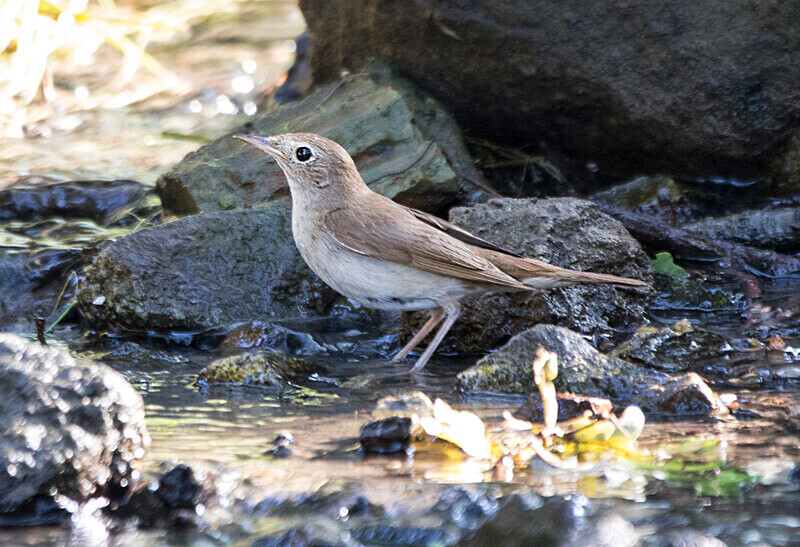 Nightingale - Bulgaria and Romania 2019