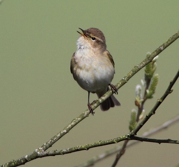 Chiffchaff - Warblers