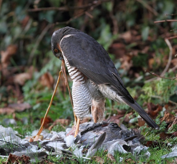  - Owls, Raptors, Corvids & Doves