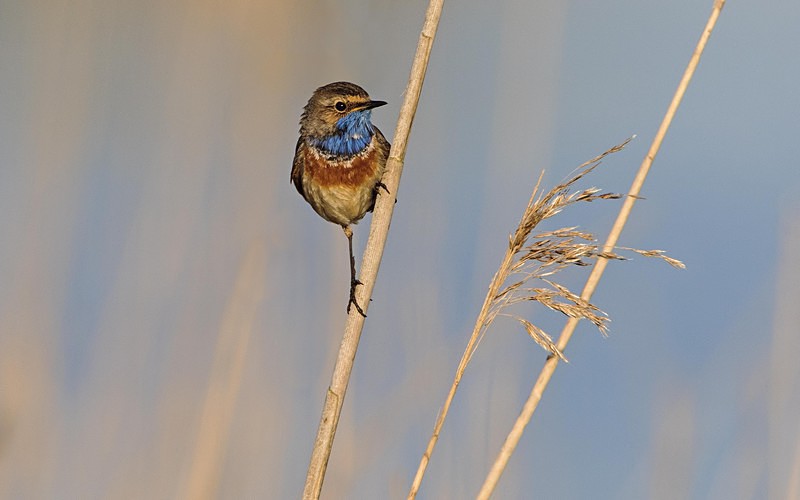 Male Bluethroat - Netherlands 2016