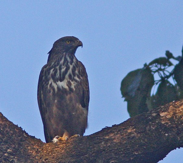Changeable Hawk Eagle - Indian Birds