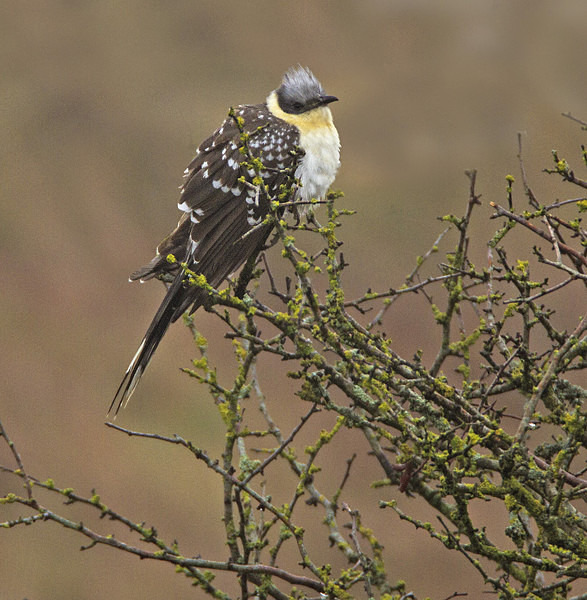 Great Spotted Cuckoo - Great Spotted Cuckoo