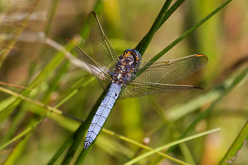 Keeled Skimmer (M) - Dragonflies and Damselflies