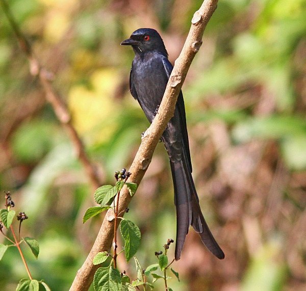 Ashy Drongo - Indian Birds