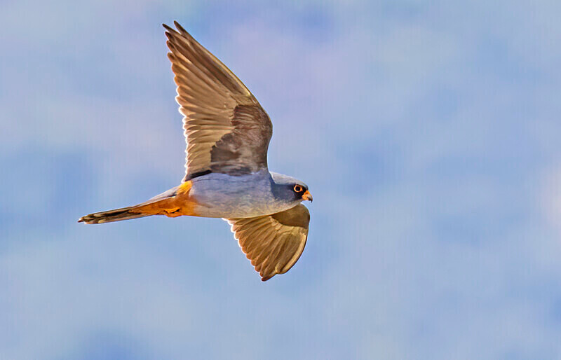 Red Footed Falcon. - Lesvos April/May 2023