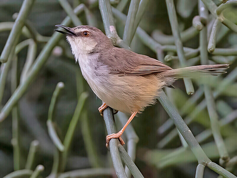 Tawny Flanked Prinia - The Gambia Nov/Dec 2023
