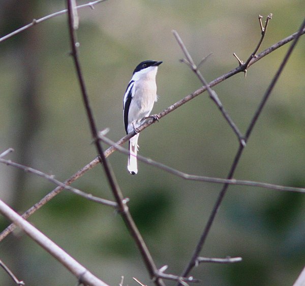Bar Winged Flycatcher Shrike - Indian Birds