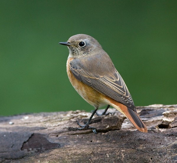Female Common Redstart - Middlewood Nature Reserve