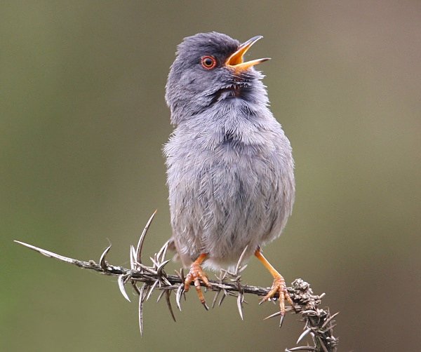  - Marmora's Warbler