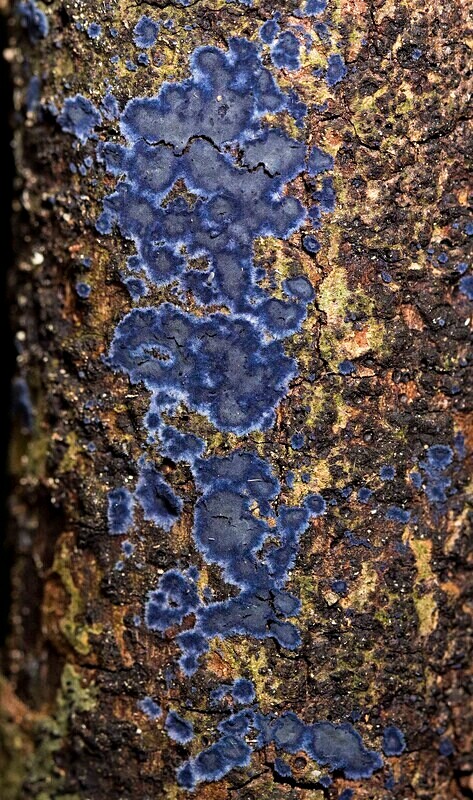 Cobalt Crust - Coral and Crusts
