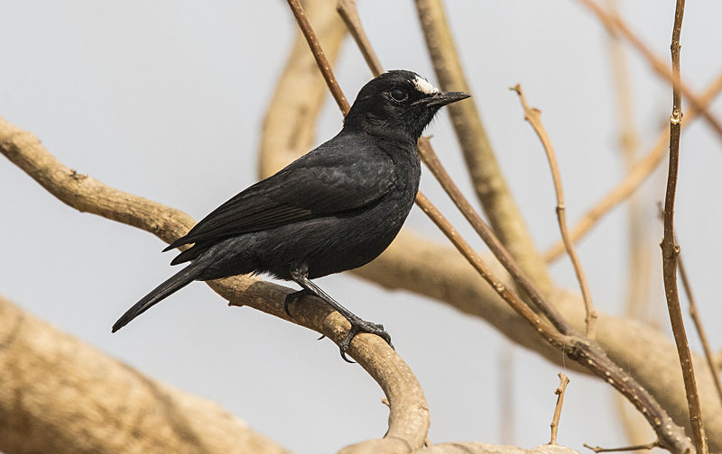 White-fronted Black Chat. - The Gambia 2018