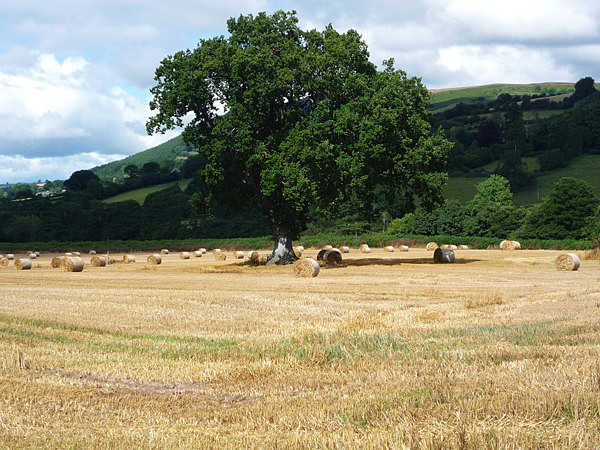 500 year old Oak Tree on Middlewood Farm, Cathedine. - Brecon Beacons