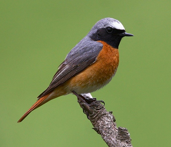 Common Redstart - Common & Black Redstarts