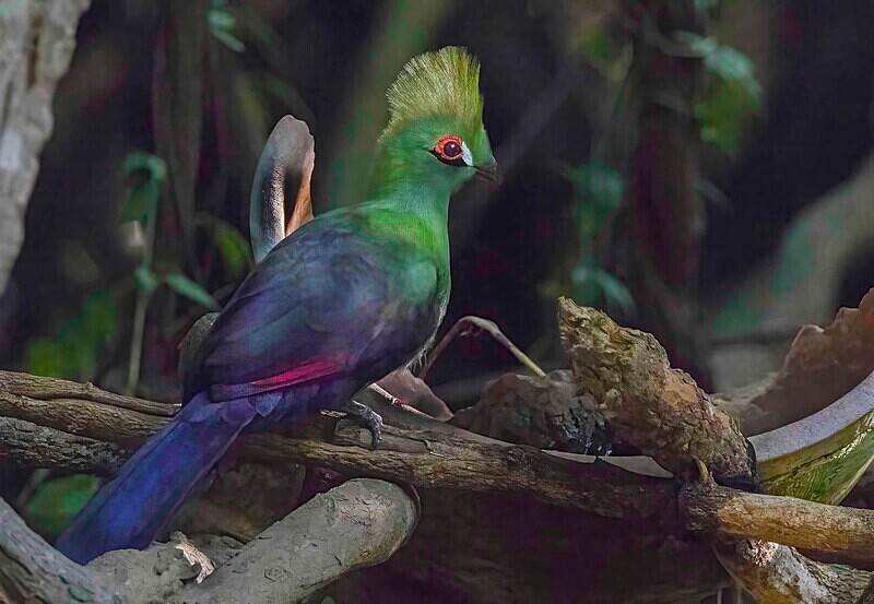 Green Turaco - The Gambia Nov/Dec 2023