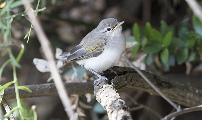 Eastern Bonellis Warbler Chick. - Lesvos, Spring 2017