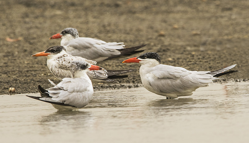 Caspian Terns. - The Gambia 2018