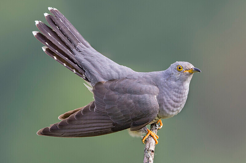 Male Cuckoo - Cuckoos