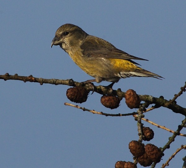 Female Crossbill - Crossbills