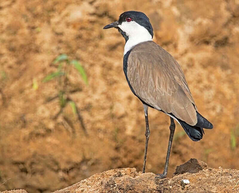 Spur Winged Lapwing - The Gambia Nov/Dec 2023