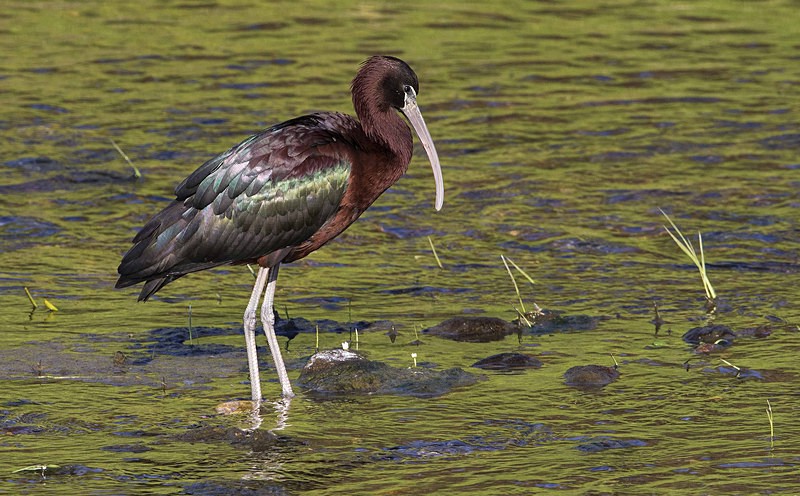 Glossy Ibis - Lesvos 2015