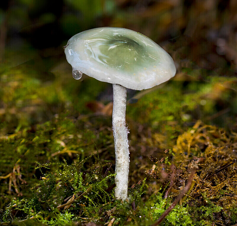 Blue Roundhead - Caps