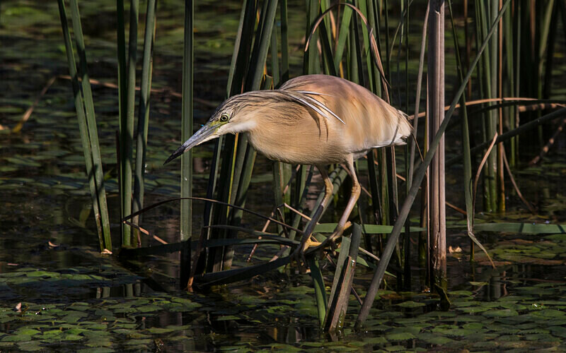 Squacco Heron - Bulgaria and Romania 2019