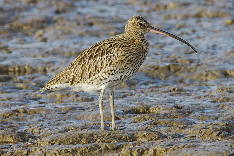 Curlew - Waders and Plovers